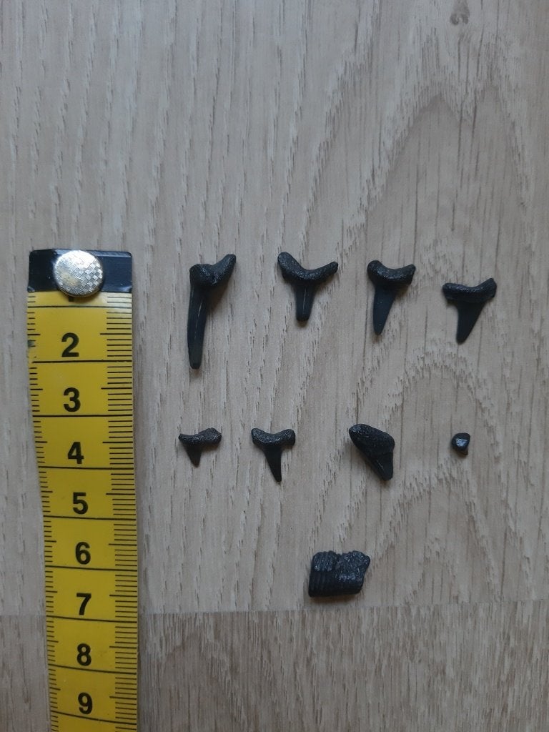 Originele prehistorische haaientanden, Ophalen of Verzenden, Fossiel
