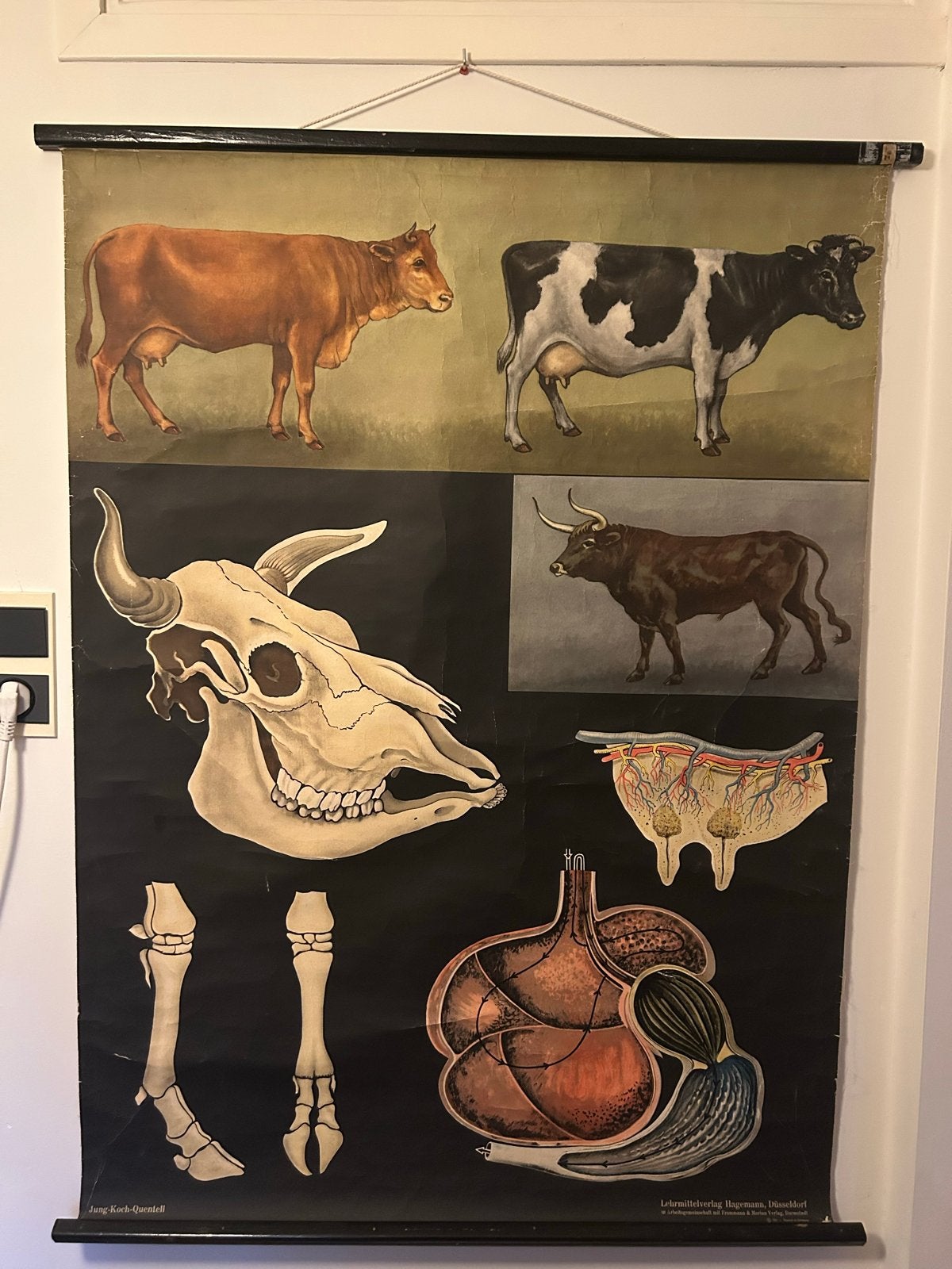 Schoolplaat Koeien - Jung-Koch-Quentell, Ophalen of Verzenden, Natuur en Biologie