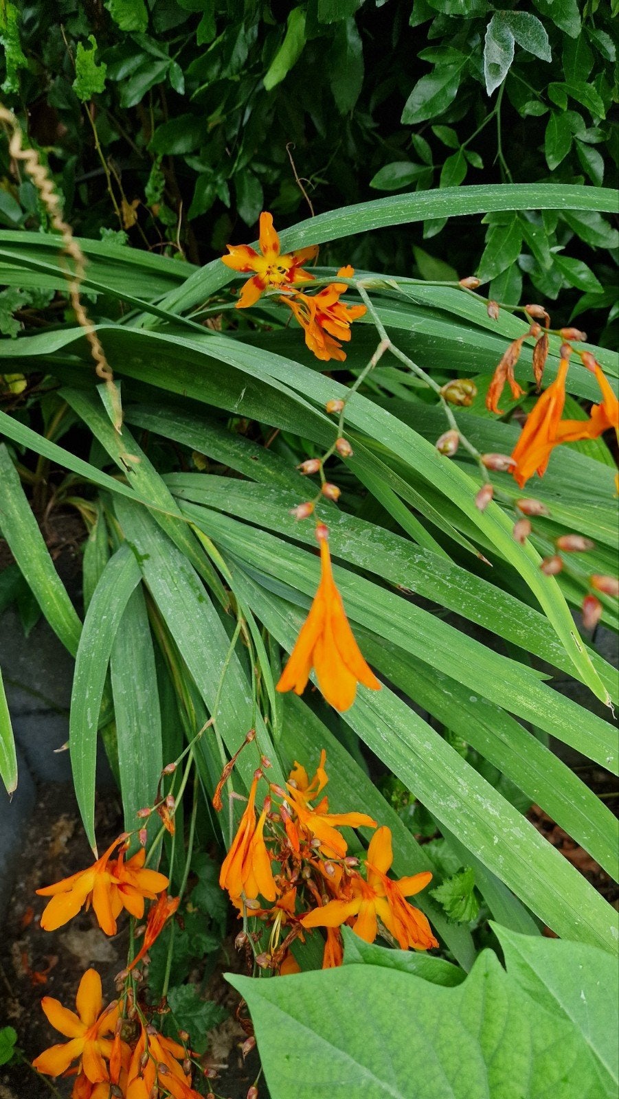 Crocosmia - Montbretia - Oranje bloemen, Volle zon, Vaste plant, Zomer, Ophalen