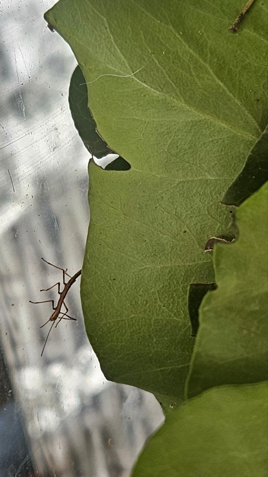 baby wandelende takken, Dieren en Toebehoren, Insecten en Spinnen, Wandelende tak