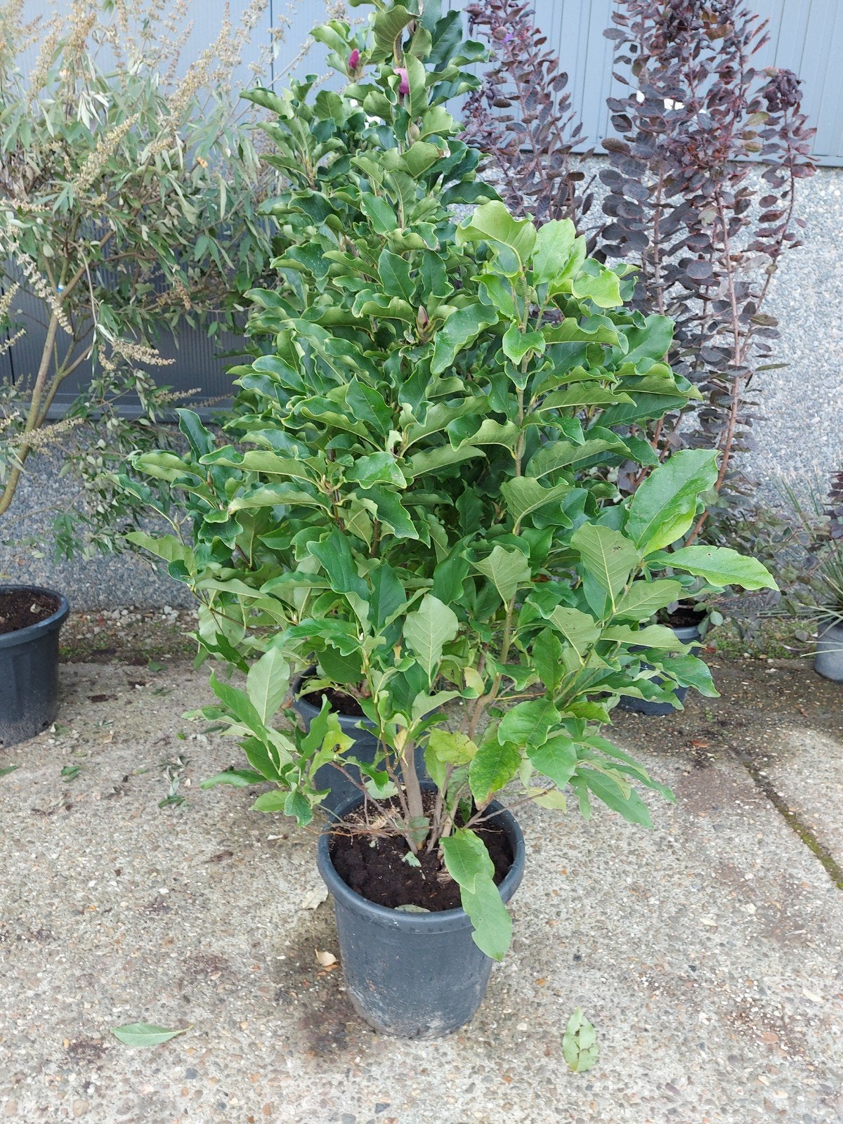 magnolia, Ophalen, Overige soorten, 100 tot 250 cm