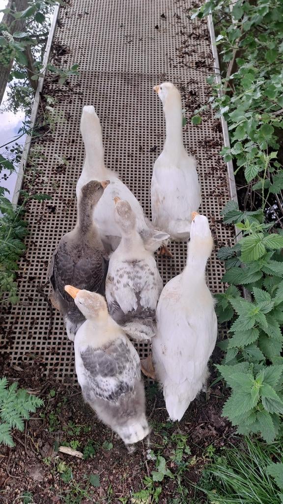 Hele tamme jonge (witte) ganzen., Dieren en Toebehoren, Pluimvee, Meerdere dieren, Gans of Zwaan