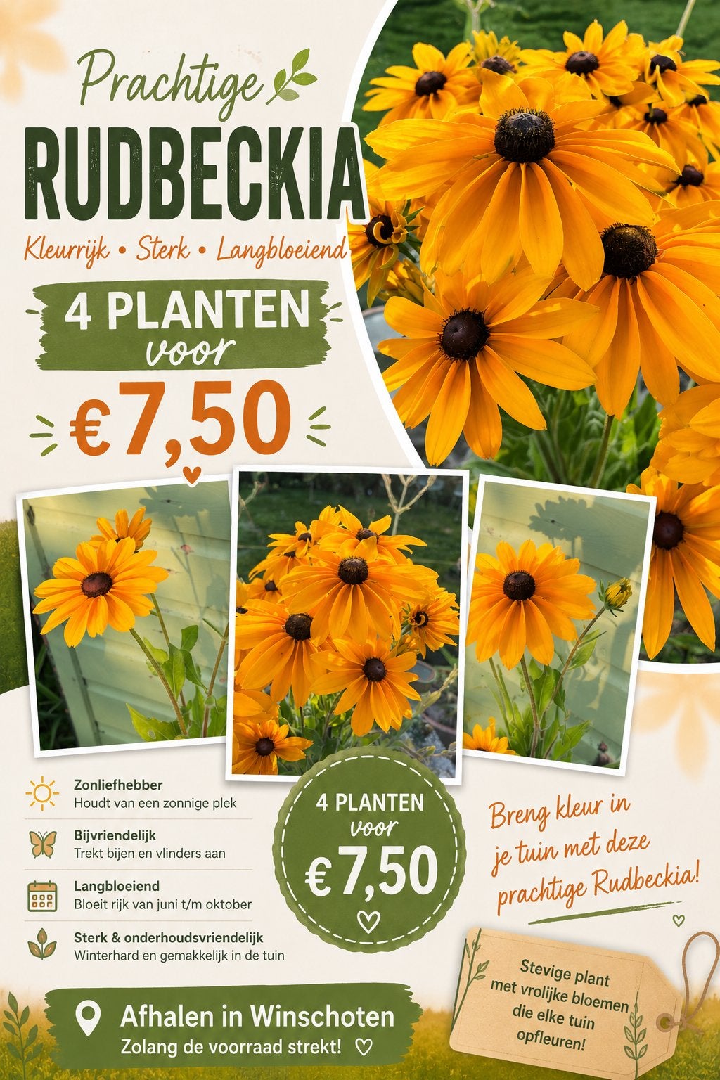 Prachtige Rudbeckia ZONNEHOED– 4 planten voor €7,50!, Ophalen, Zo goed als nieuw, Tuinieren en Tuinplanten