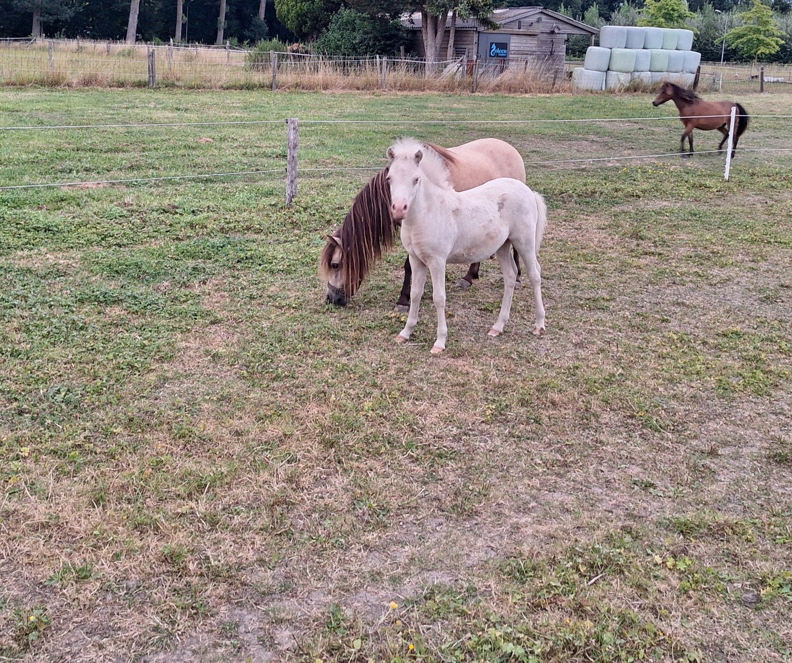 NMPRS paardjes, Hengst, Recreatiepony, Gechipt, 0 tot 2 jaar