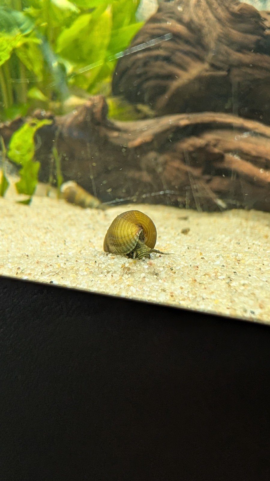Konijnenslak | Tylomelania | Rabbit snail, Slak of Weekdier, Zoetwatervis