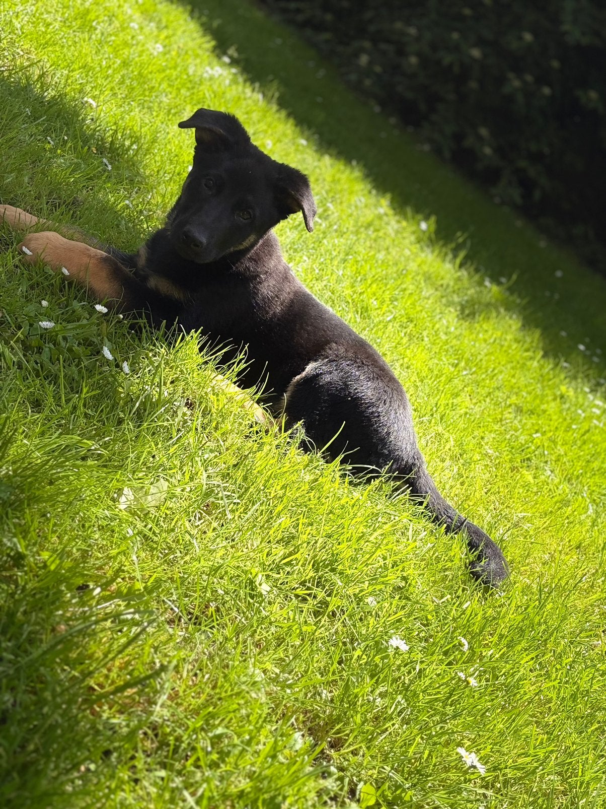 Duitseherder pup stamboom, Dieren en Toebehoren, 15 weken tot 1 jaar, Reu, Parvo, Eén hond