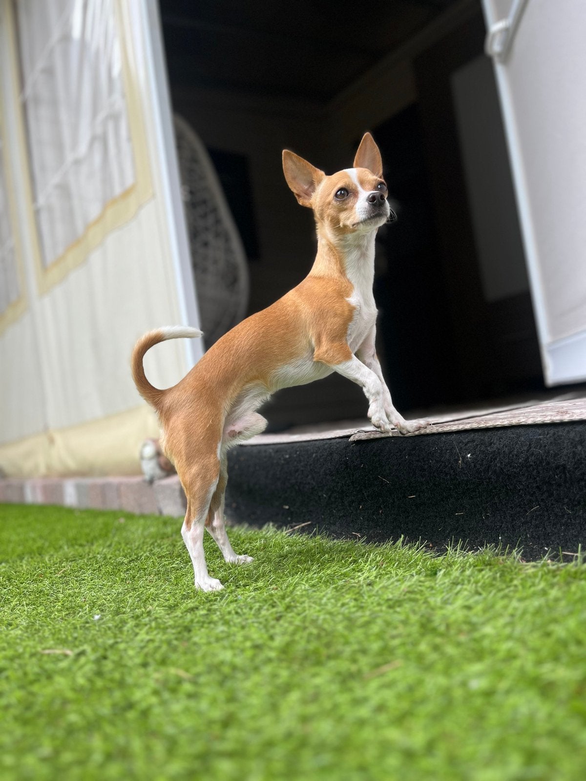 Chihuahua dekreu, Dieren en Toebehoren, Reu, Parvo, Eén hond, Chihuahua