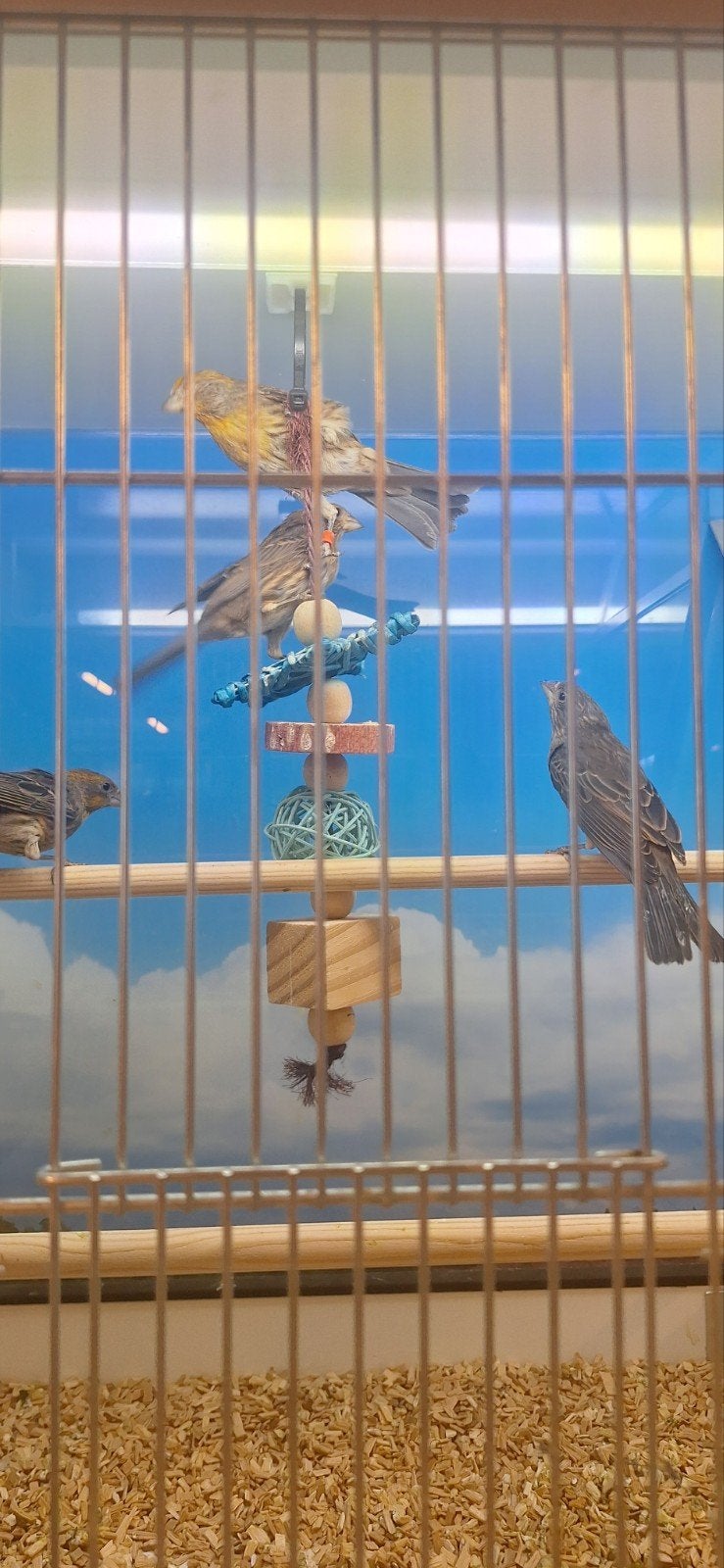 Mexicaanse roodmus, Meerdere dieren, Wildzangvogel, Geringd