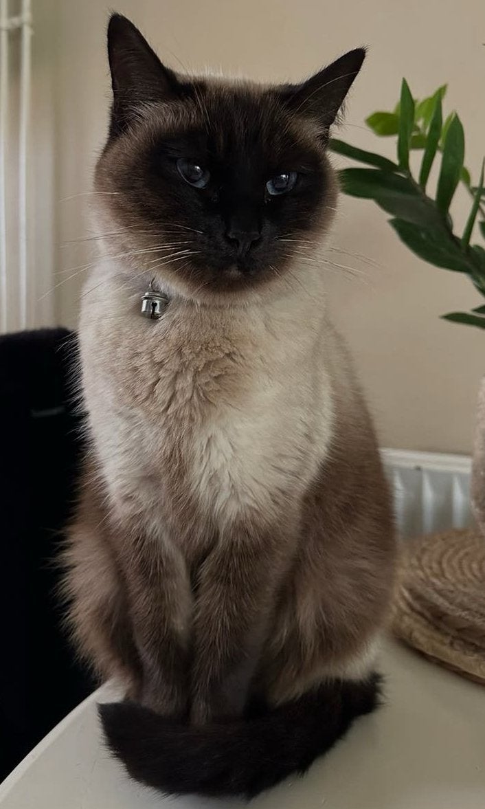 Siamees poes, Dieren en Toebehoren, Poes, Gechipt