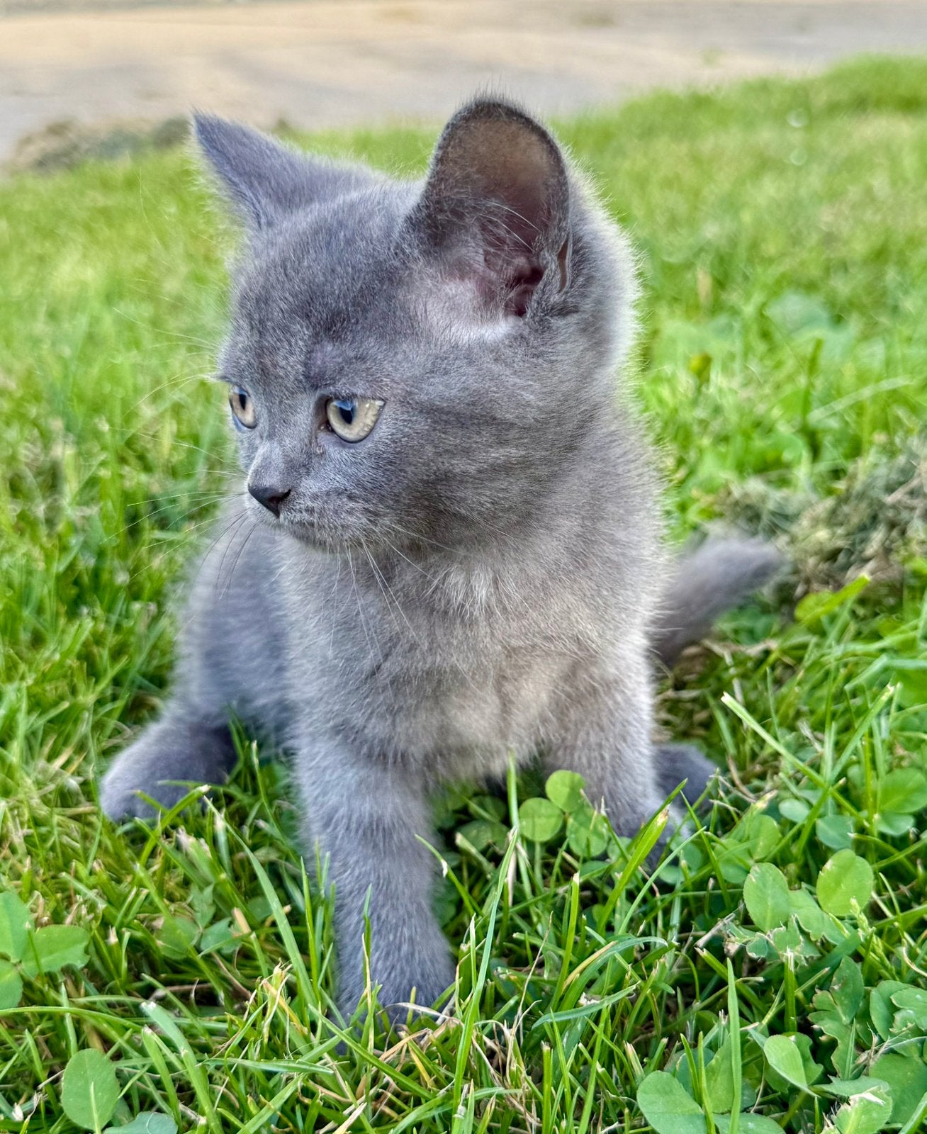 🩷💙 lieve Britse korthaar kittens whiskas met stamboom🩷💙, Dieren en Toebehoren, Katten en Kittens | Raskatten | Korthaar, Meerdere dieren