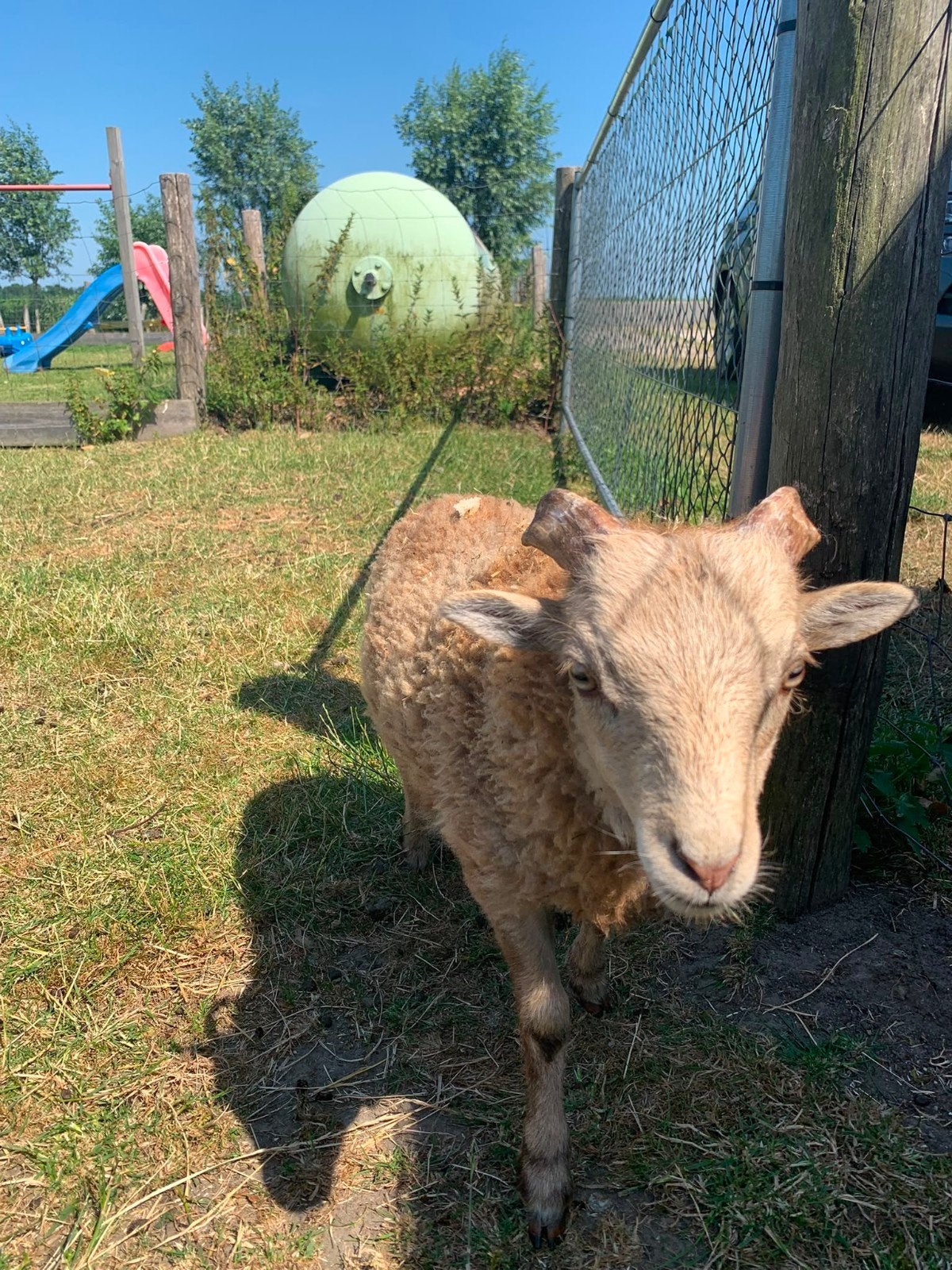 Caramel ouessant rammetje, Mannelijk, Schaap