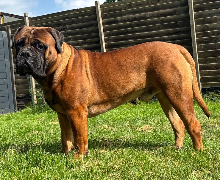 Bullmastiff Bull mastiff Dekreu met stamboom, Reu, 1 tot 2 jaar, Parvo, Meerdere
