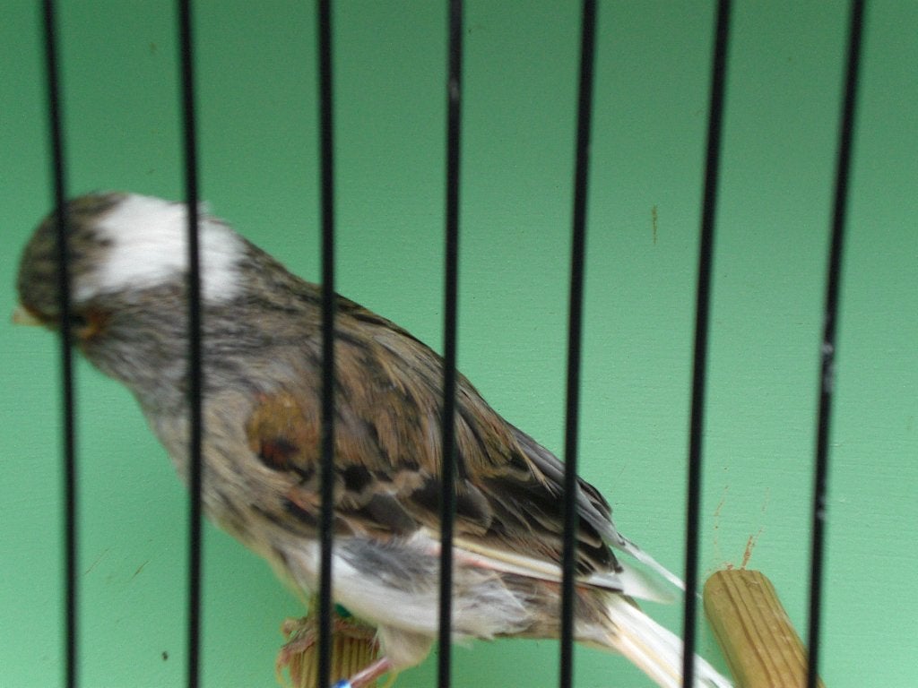 harlekijn pop, Dieren en Toebehoren, Vogels | Kanaries, Vrouwelijk, Kleurkanarie