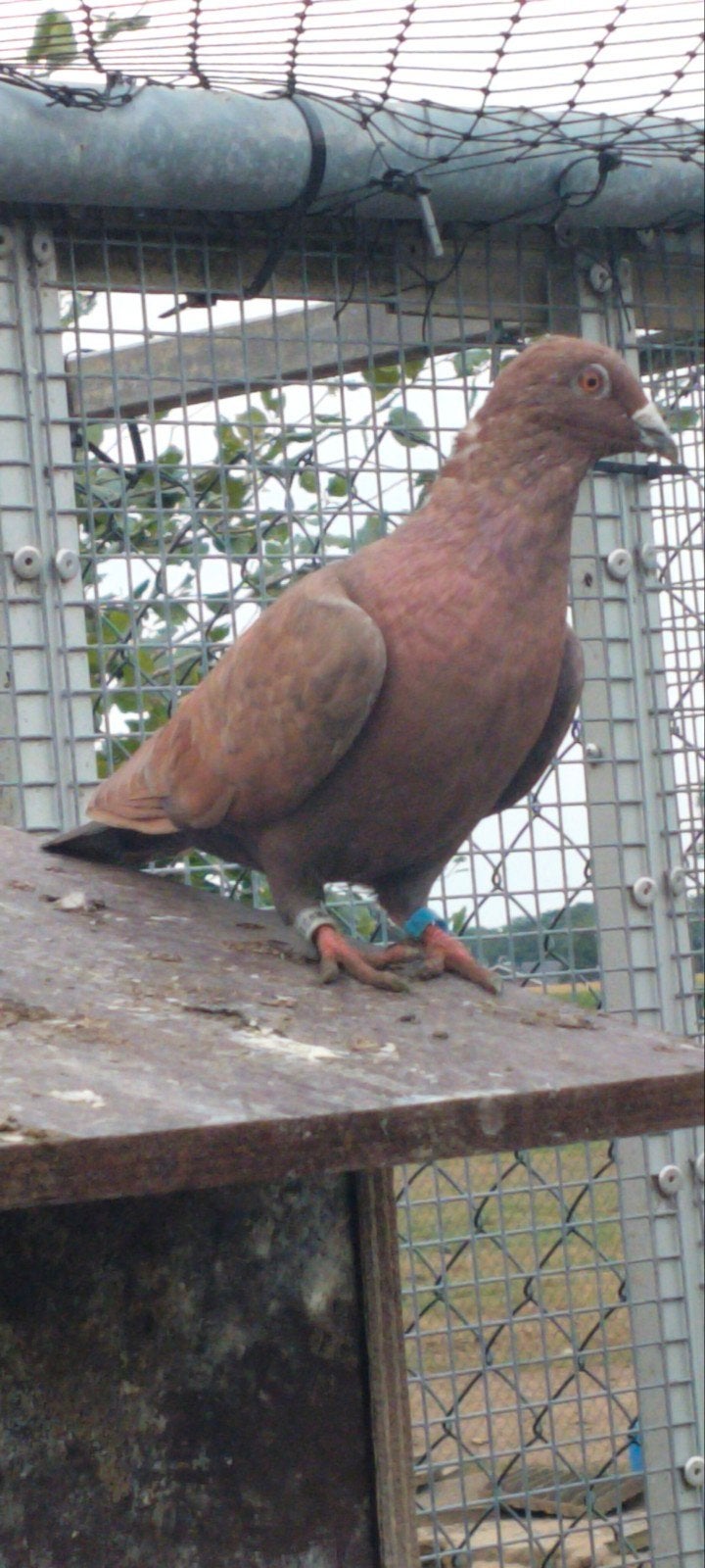 te koop diverse Kleurpostduiven., Dieren en Toebehoren, Vogels | Duiven, Meerdere dieren, Postduif