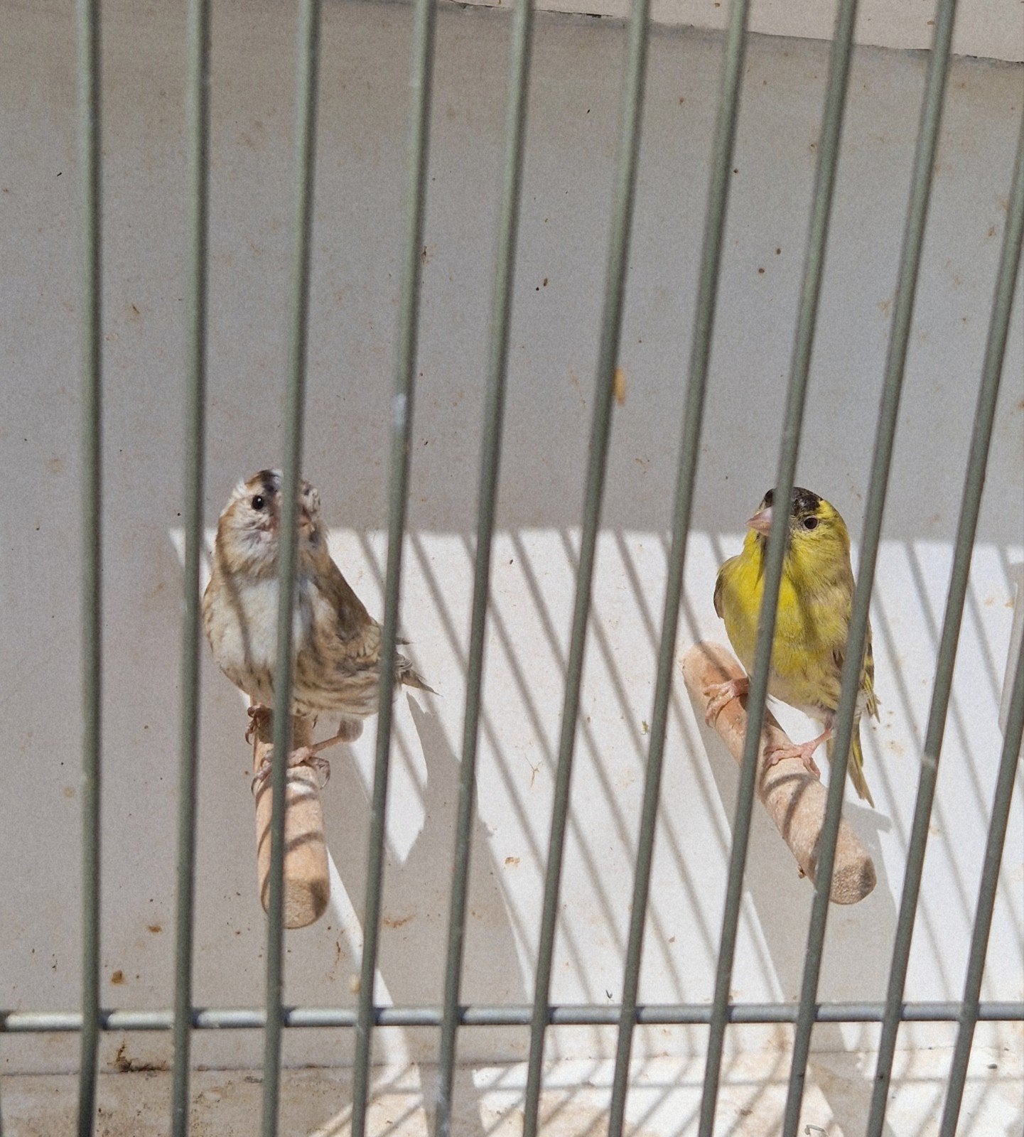 Sijs, Meerdere dieren, Bastaard