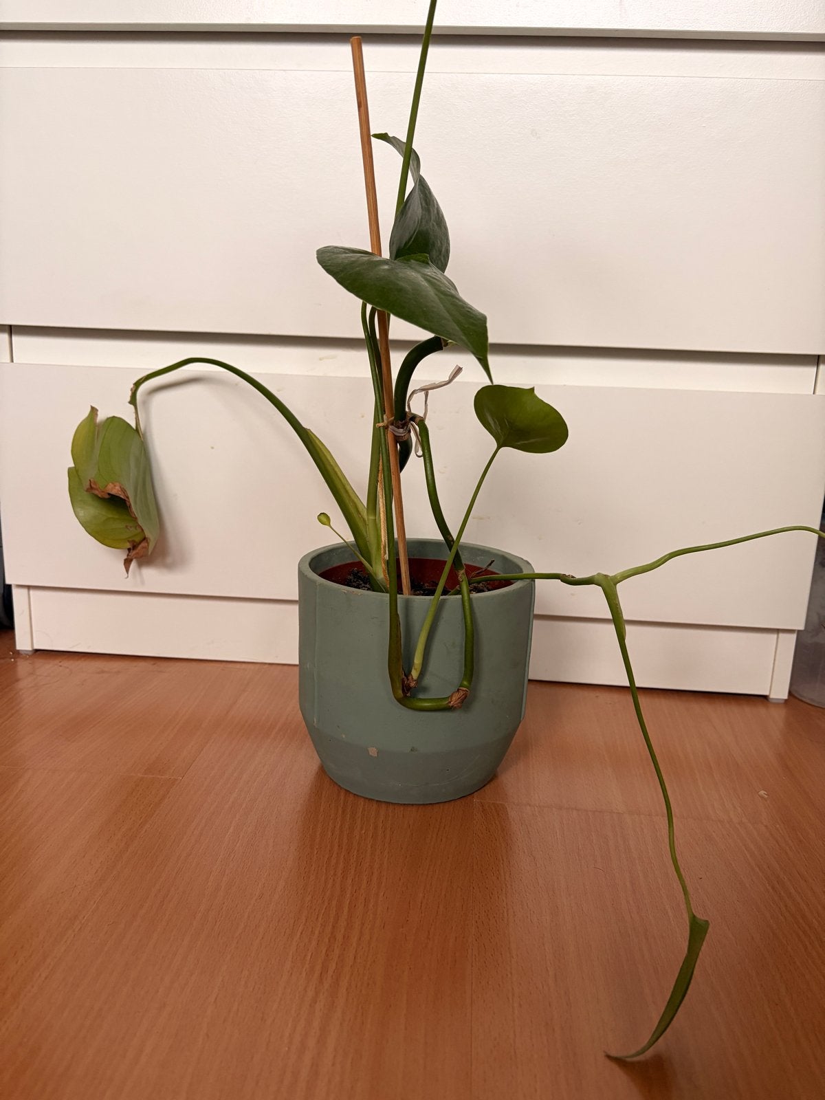 Monstera Deliciosa - Jonge plant in pot, Tuin en Terras, Ophalen, Vaste plant, Bloeit niet, Halfschaduw