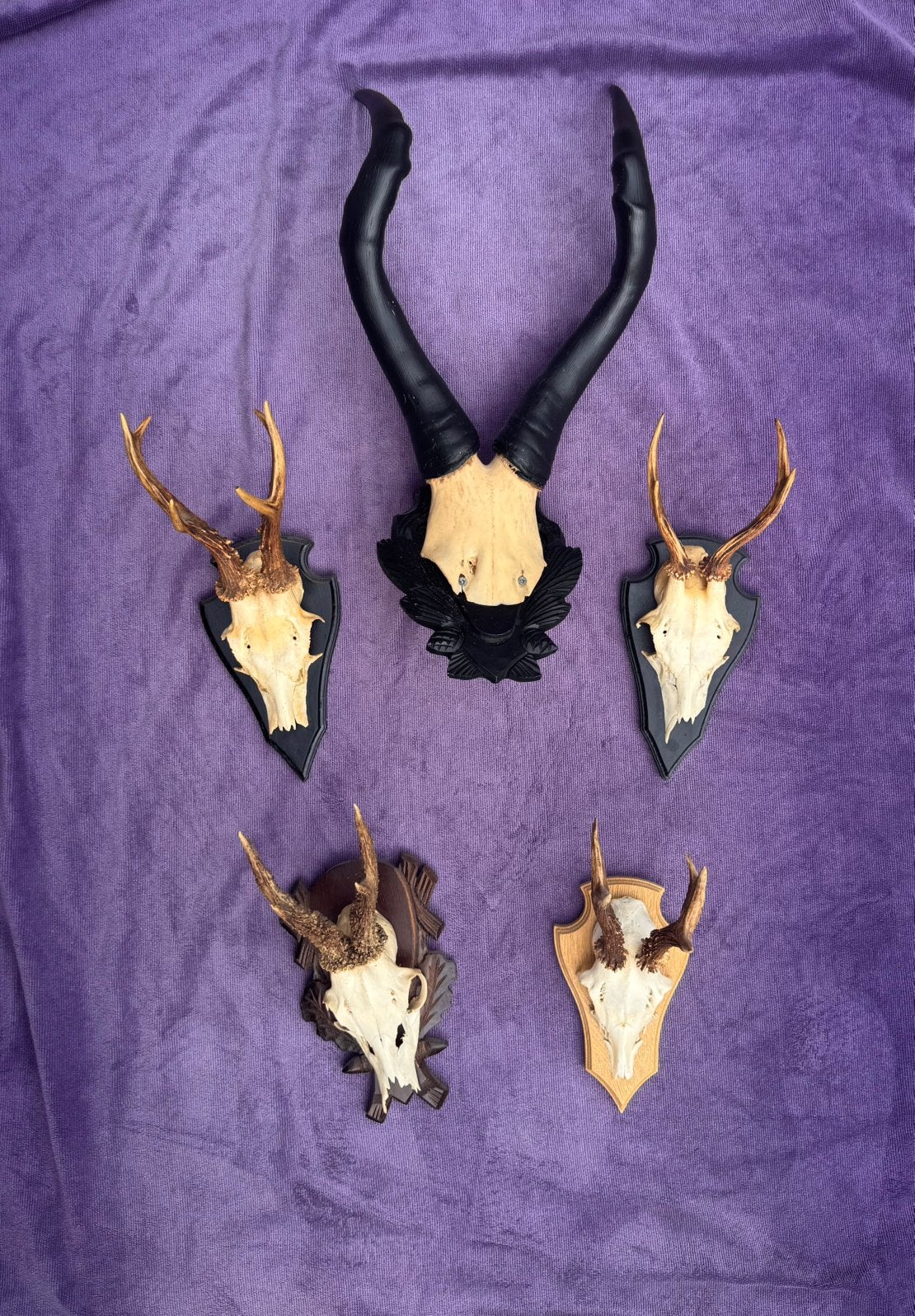 Mooie set Jachttrofeeën /Geweien (Reebok &Afrikaanse Impala), Ophalen, Zo goed als nieuw, Overige typen