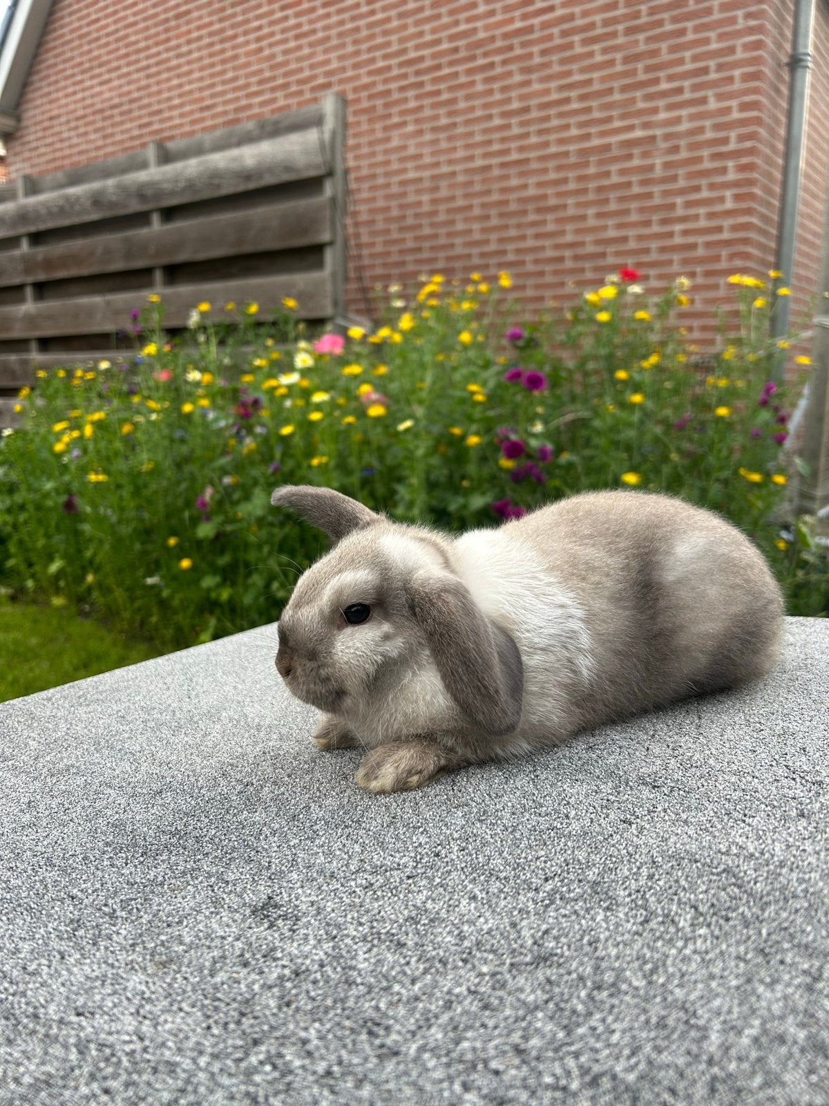 Te koop jonge MIni Lop konijn., Dieren en Toebehoren, Konijnen, Mannelijk, Dwerg, Hangoor, 0 tot 2 jaar