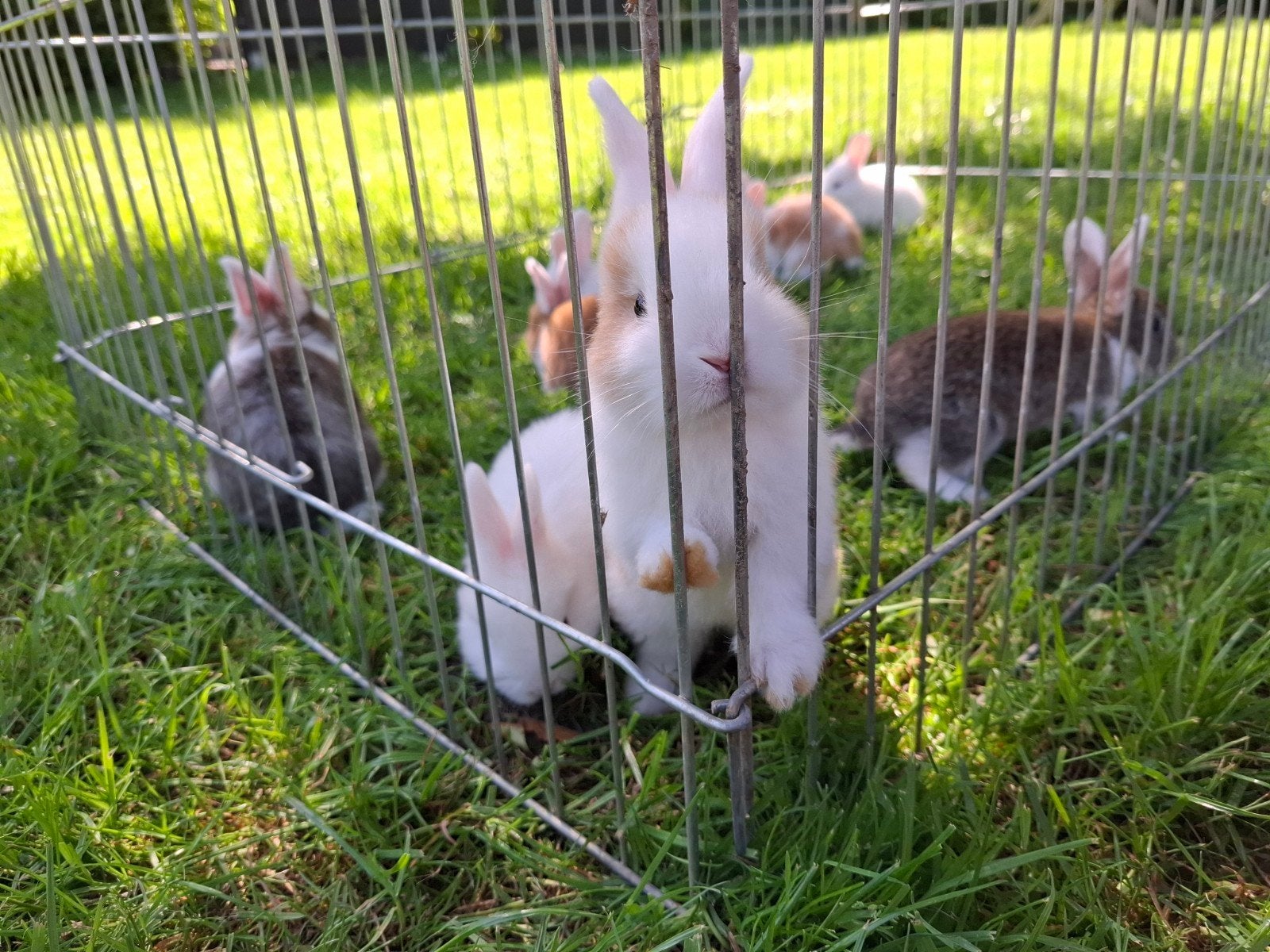 Konijnen:  middel tot groot, Dieren en Toebehoren, Konijnen, Meerdere dieren, Middelgroot, 0 tot 2 jaar