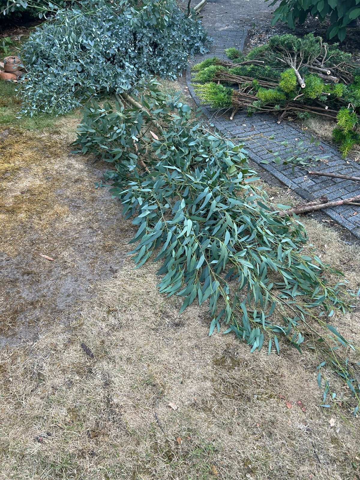 Net geknipte eucalyptus takken, Ophalen, Overige soorten, Volle zon