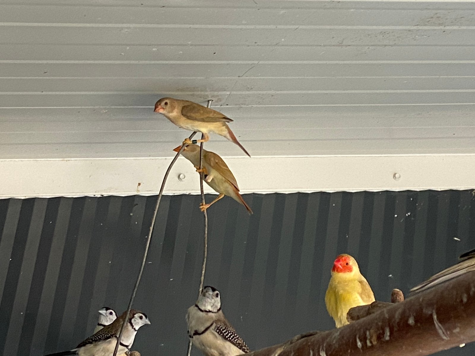 Div vogels, Dieren en Toebehoren, Meerdere dieren, Zangkanarie