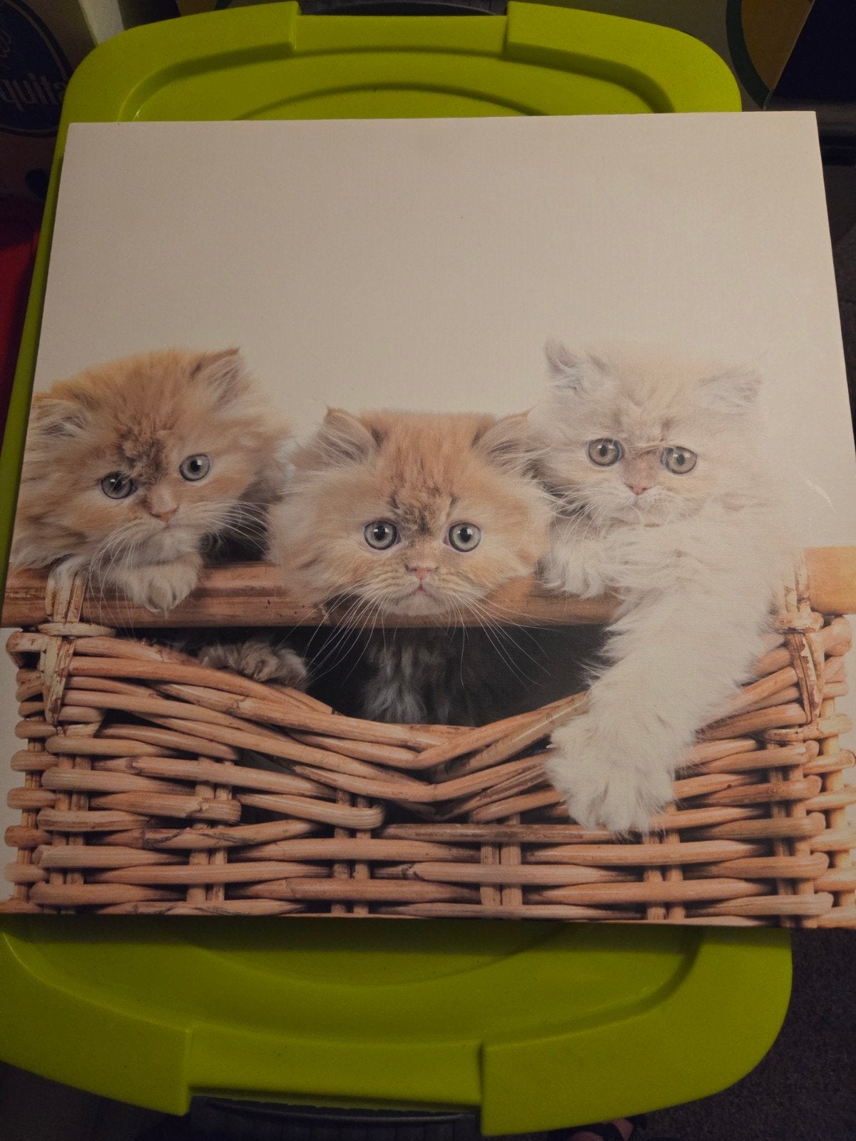 Schilderij Poezen Canvasdoek - Drie Schattige Kittens 39x39, Ophalen of Verzenden