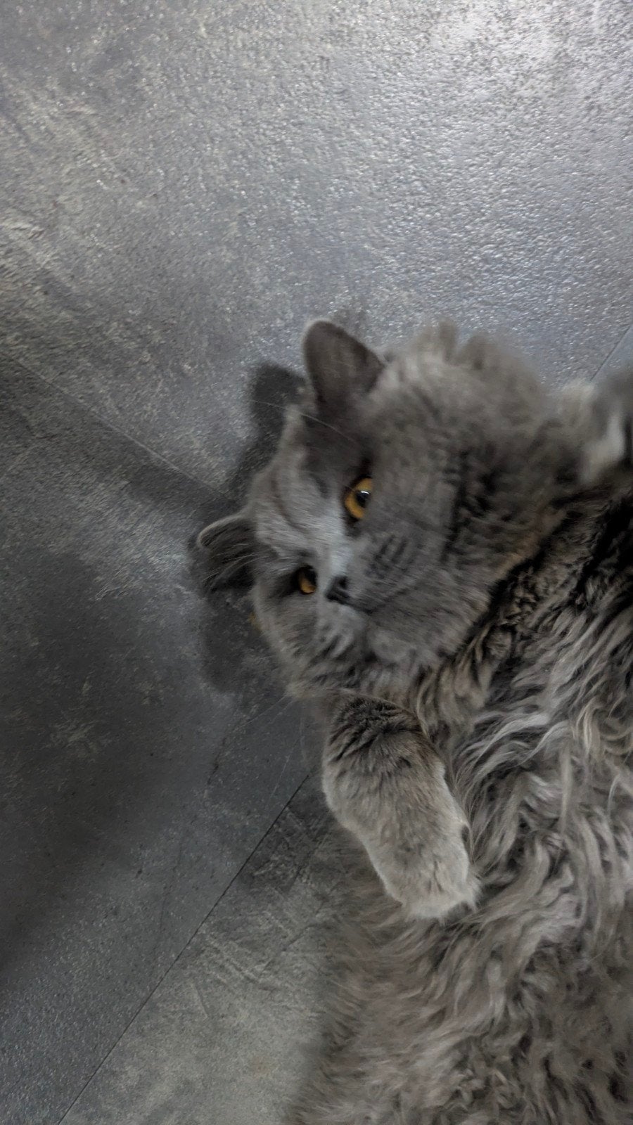 Britse lange haar kater, Meerdere dieren, Kortharig, 0 tot 2 jaar