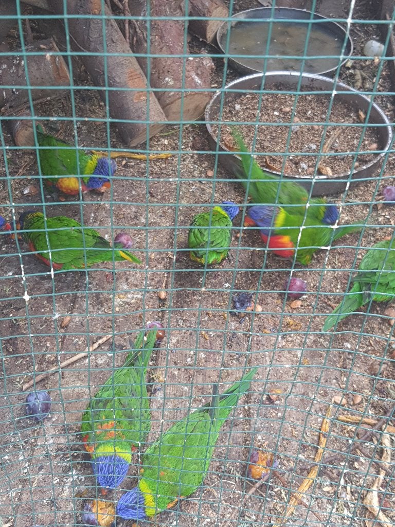 Lori van blauwe bergen koppels DNA, Dieren en Toebehoren, Vogels | Parkieten en Papegaaien, Meerdere dieren, Papegaai