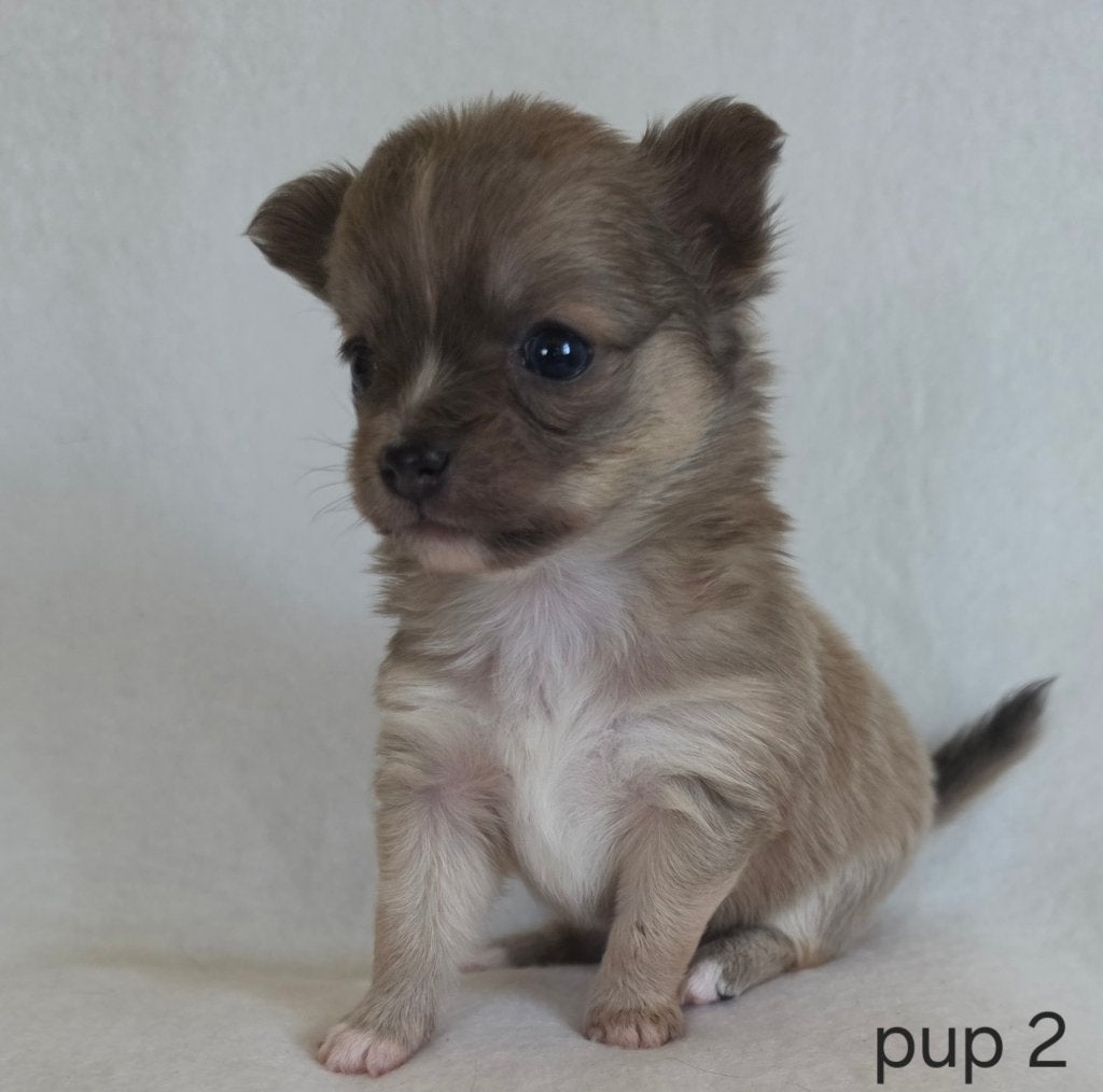 Chihuahua pups, Dieren en Toebehoren, Honden | Chihuahua's en Gezelschapshonden, België, Particulier, 8 tot 15 weken, Parvo