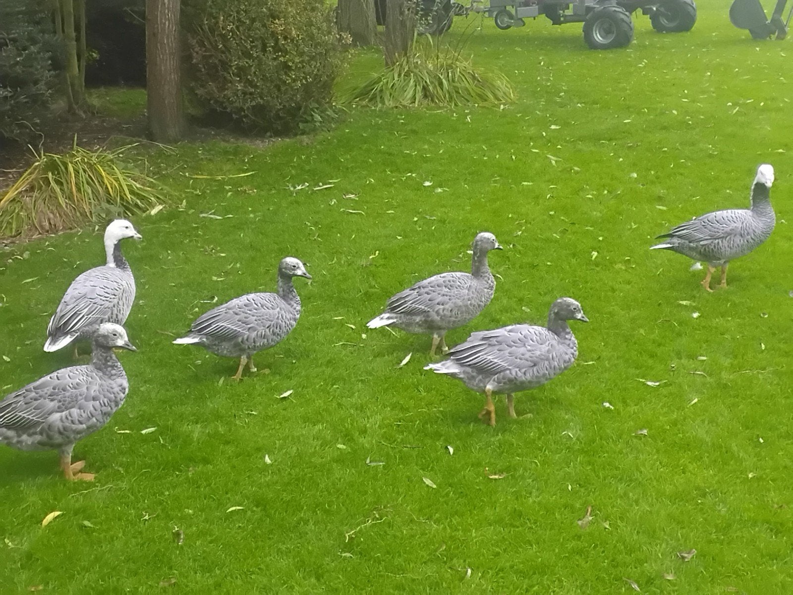 keizerganzen, Dieren en Toebehoren, Geslacht onbekend, Gans of Zwaan
