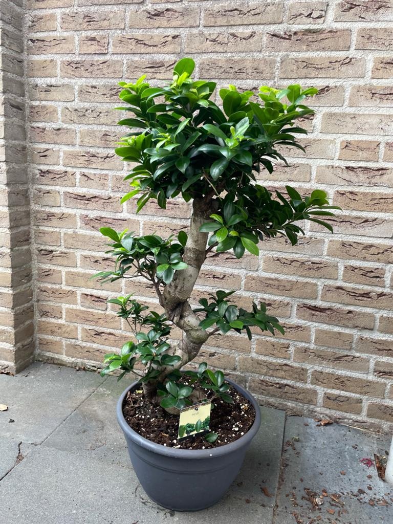 Ficus Bonsai - Hoogte 90 cm, Overige soorten, Vaste plant, Ophalen of Verzenden, Bloeit niet