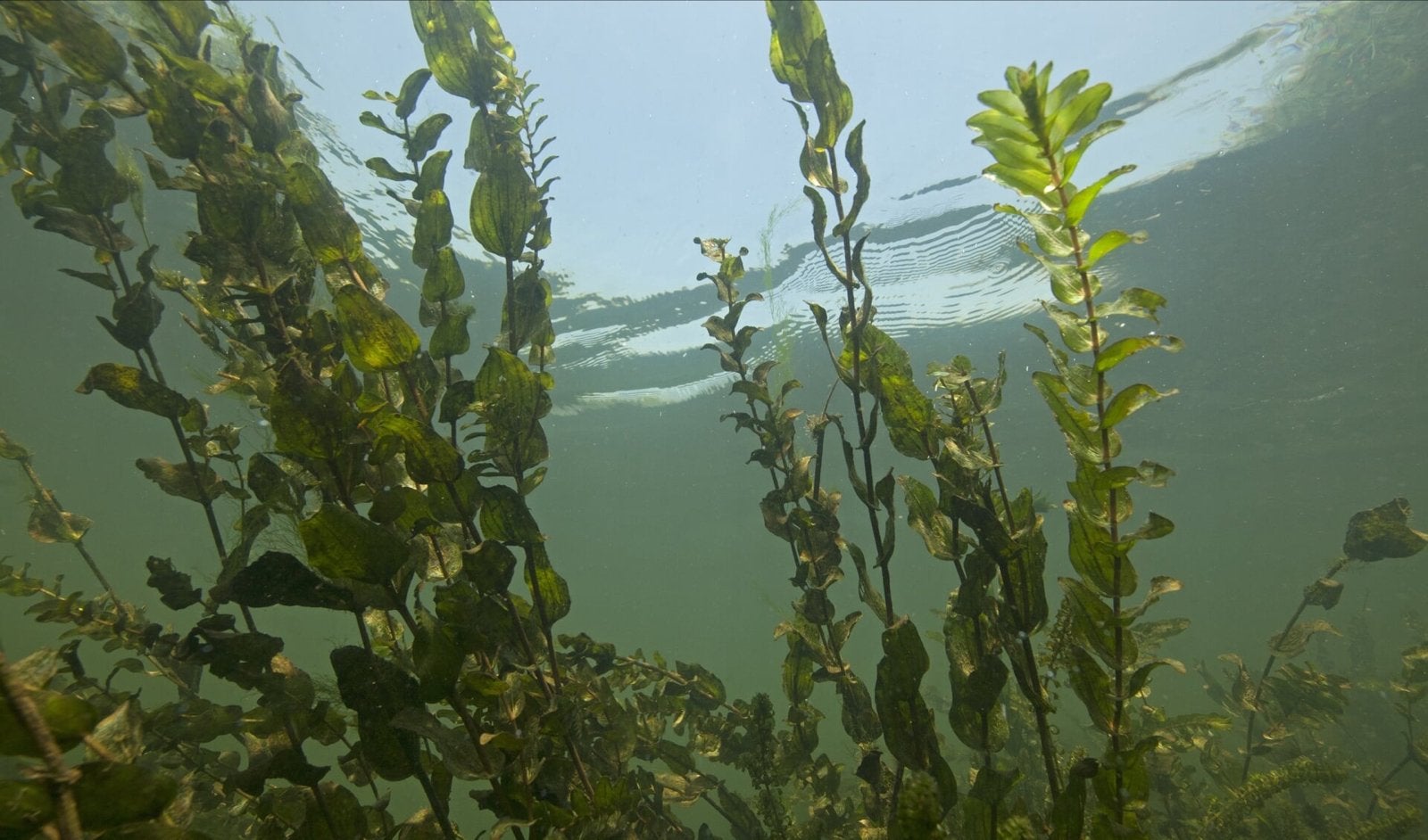 Opzoek naar vijverplanten, Ophalen, Gebruikt, Inclusief planten, Plant(en), Steen of Hout