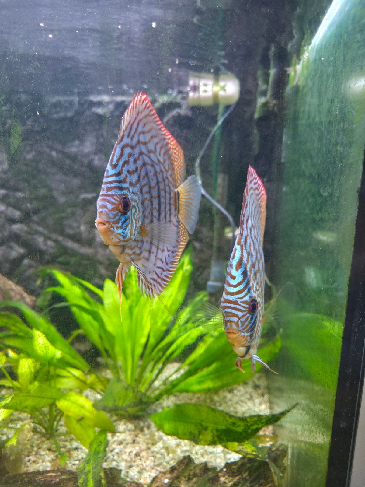 Discus visen, Vis