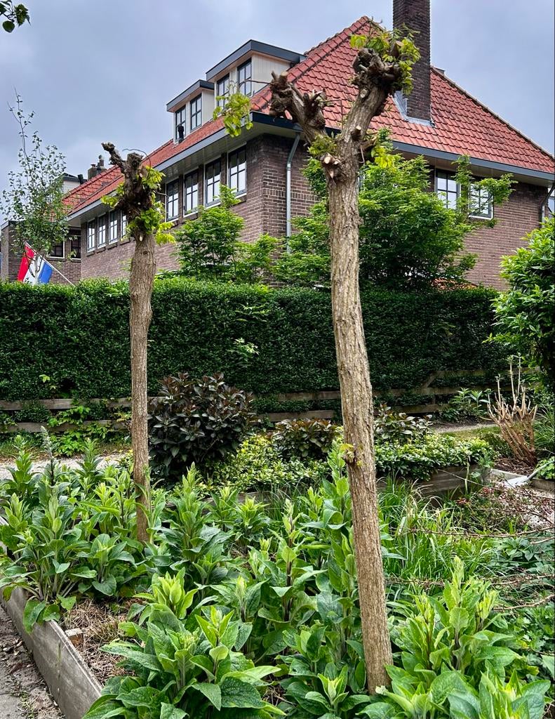 2 accaciabomen gratis ophalen, Tuin en Terras, Bloeit niet, 250 tot 400 cm, Ophalen, Volle zon