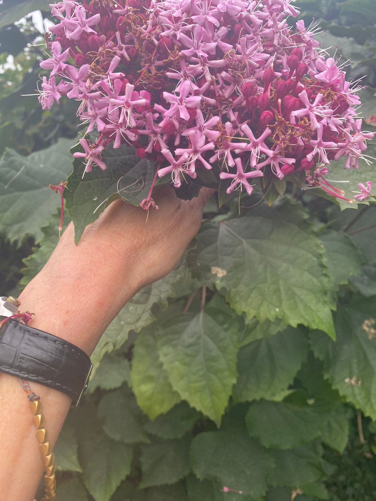 Clerodendrum trichotomum – Kansenboom – Pindakaasboom, Vaste plant, Halfschaduw, Zomer, Ophalen