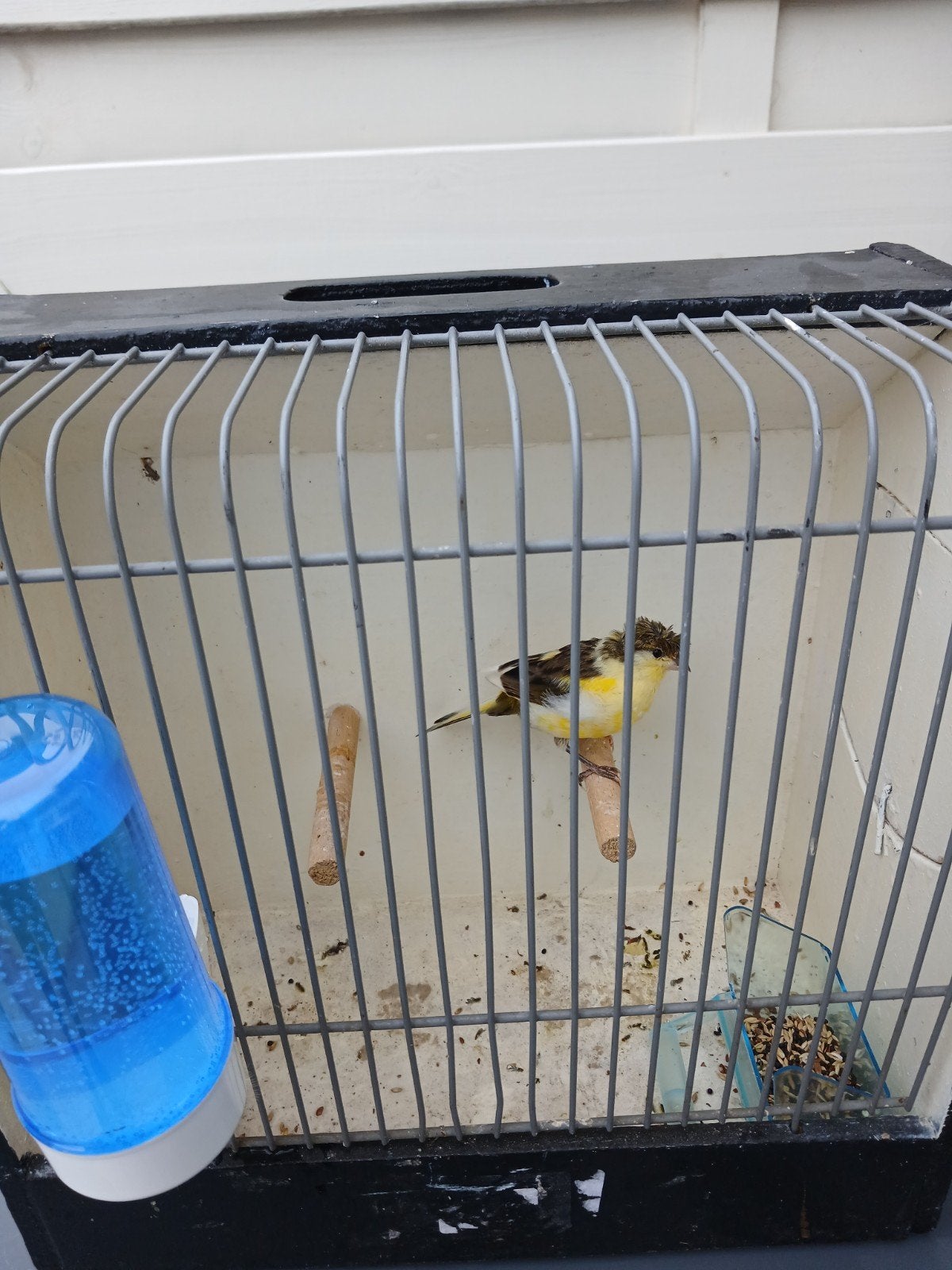 kanarie man met kuif fluitende met kooi samen €30, Dieren en Toebehoren, Vogels | Kanaries, Mannelijk, Kleurkanarie