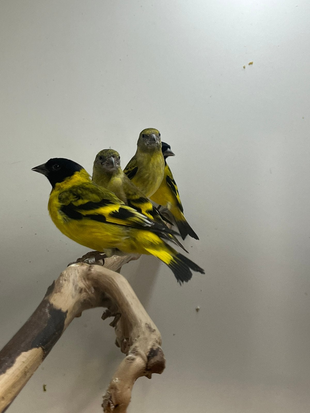 2-2 Zwartkopsijs, Meerdere dieren, Wildzangvogel, Geringd