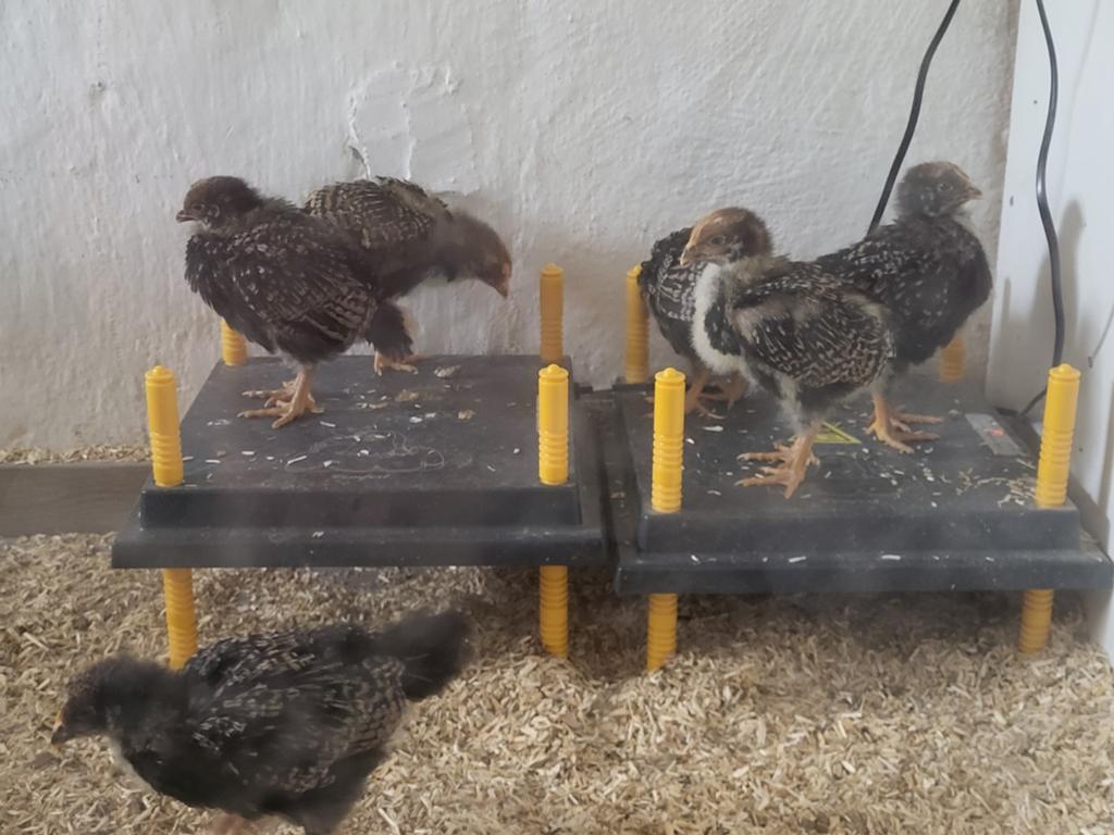 Barnevelder kuikens ongesext, geboren 24 april, Geslacht onbekend