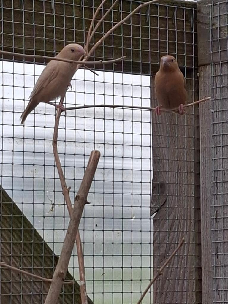 Jonge zilverbekjes, Dieren en Toebehoren, Vogels | Overige Vogels, Meerdere dieren