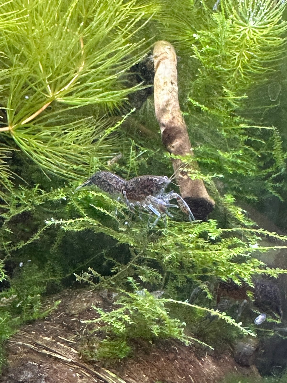 Cpo kreeftjes, Dieren en Toebehoren, Vis