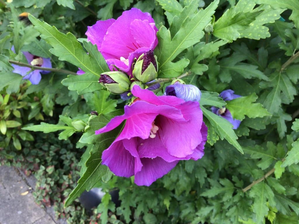 Hibiscus stekken en boompjes. Diverse kleuren en hoogtes., Ophalen, Overige soorten, Struik, Minder dan 100 cm