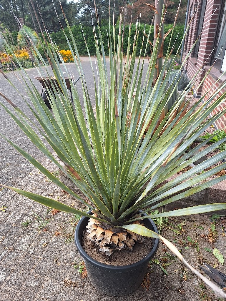 Dasylirion wheeleriii, Volle zon, Vaste plant, Zomer, Ophalen