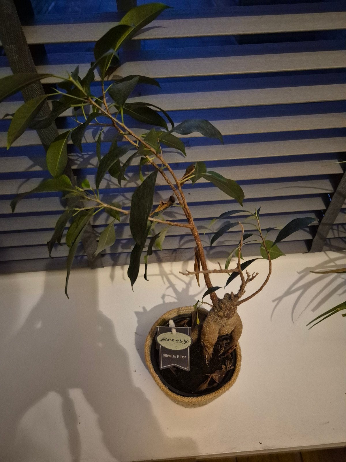 Ficus Ginseng Bonsai in pot, Huis en Inrichting, Ficus, In pot, Minder dan 100 cm, Groene kamerplant