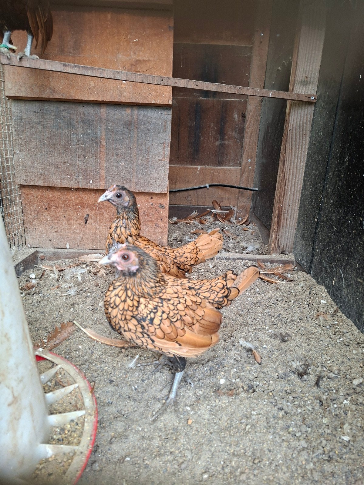 2 Sebright toompjes (goudzwartgezoomd), Dieren en Toebehoren, Meerdere dieren, Kip