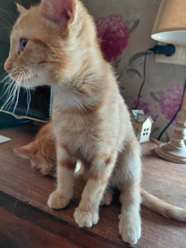 Nog 1 poesje en nog 2 volwassen katers 1joud, Dieren en Toebehoren, Poes, Kortharig, 0 tot 2 jaar