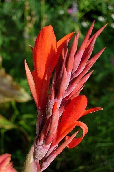 Canna wortelstokken, Ophalen, Voorjaar, Volle zon, Wortelstok