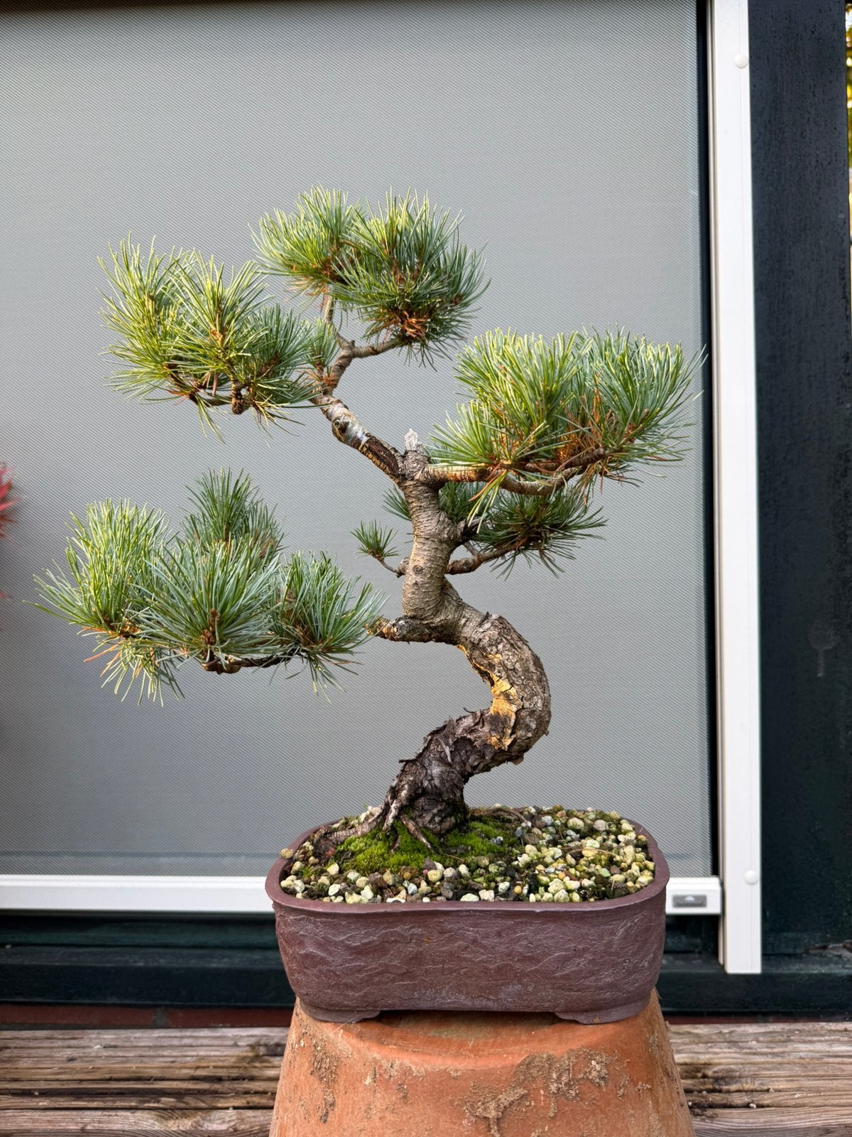 Japanse Witte Den Bonsai, Ophalen of Verzenden