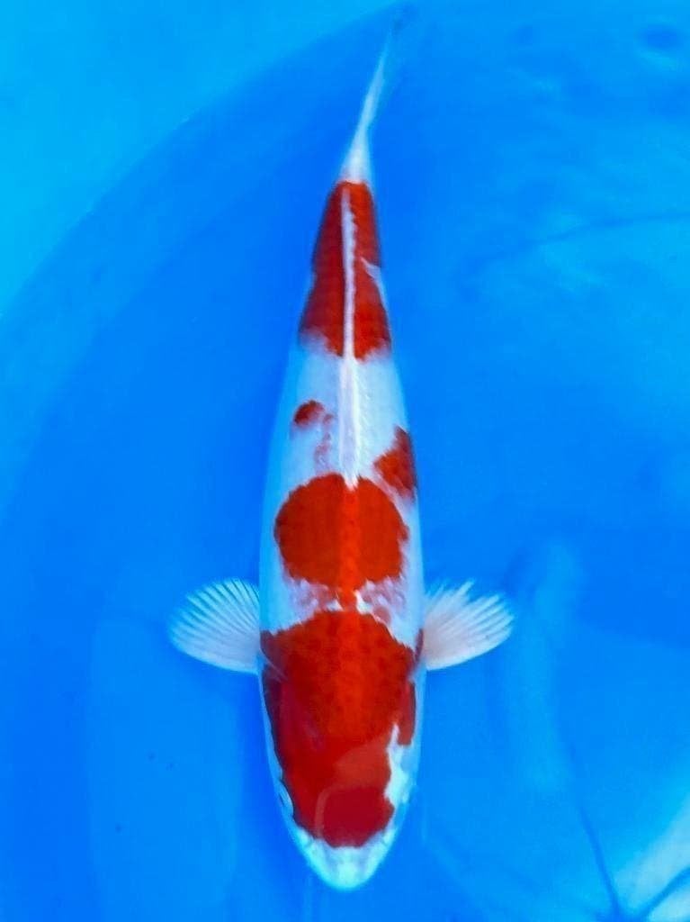 Hq Japankoi, Jumbo Nisai, enorme groeipotentie, Karper of Koi