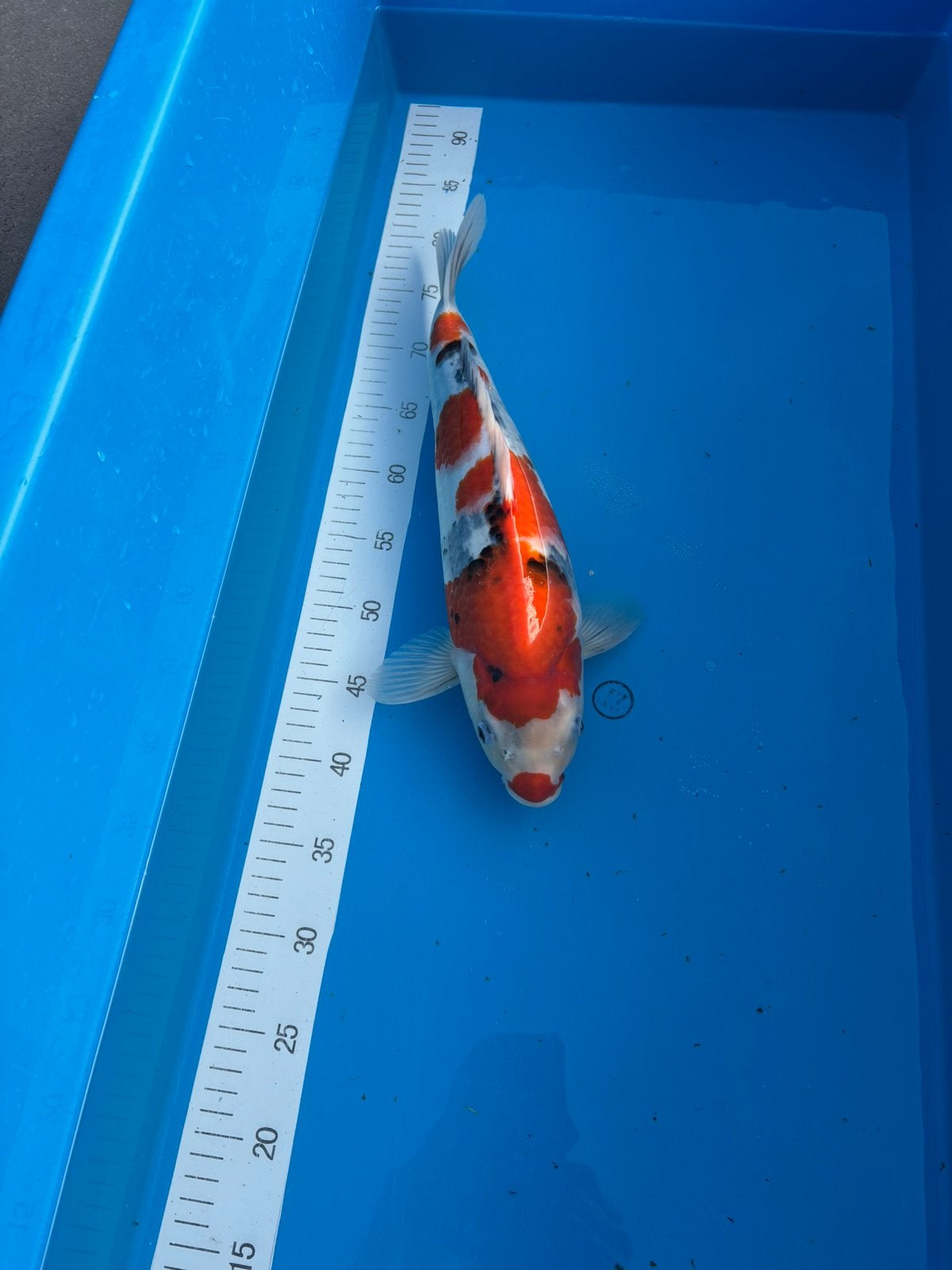 Koi showa, Karper of Koi