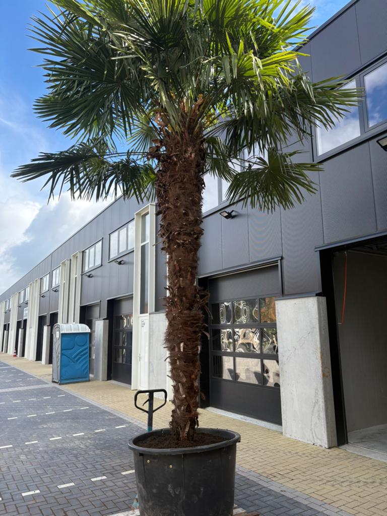 Trachycarpus fortunei - Palmboom - groot formaat, Tuin en Terras, Planten | Bomen, Volle zon, Ophalen of Verzenden, 250 tot 400 cm
